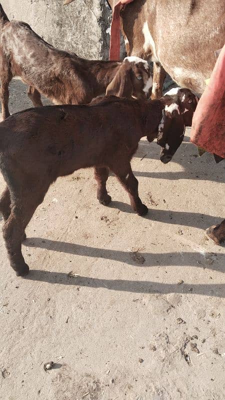 Cross Betal Female Goat 6