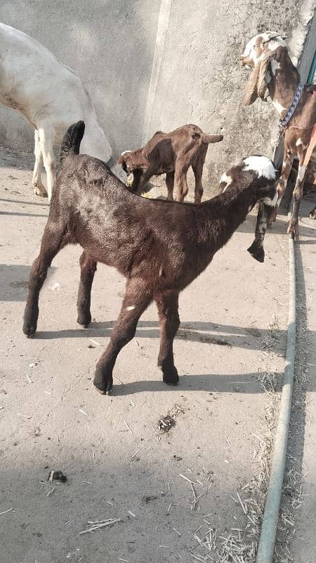 Cross Betal Female Goat 7