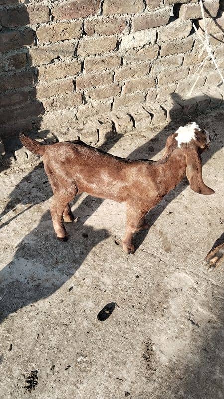 Cross Betal Female Goat 12