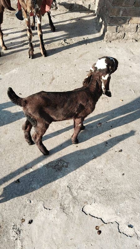 Cross Betal Female Goat 13