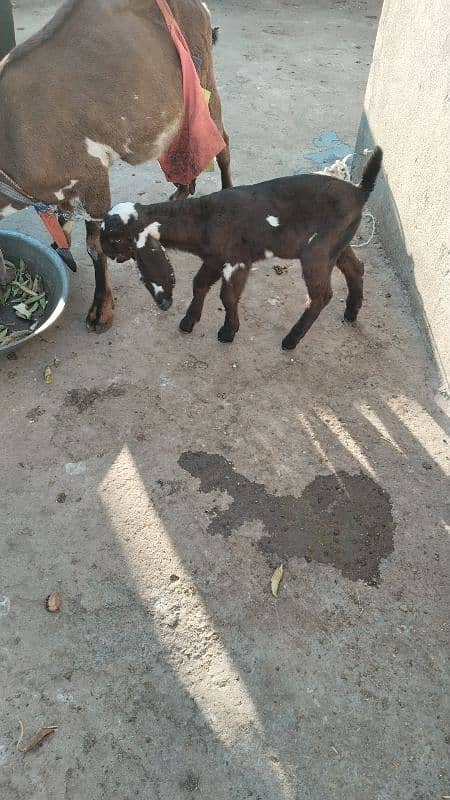 Cross Betal Female Goat 14