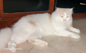 Persian Male cat for sale, One year age