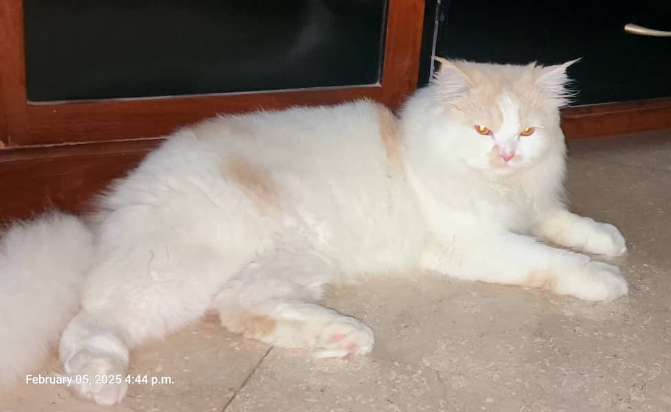 Persian Male cat for sale, One year age 0