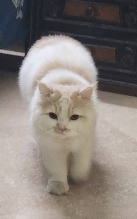 Persian Male cat for sale, One year age 1