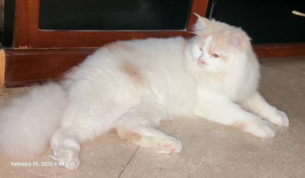 Persian Male cat for sale, One year age 2