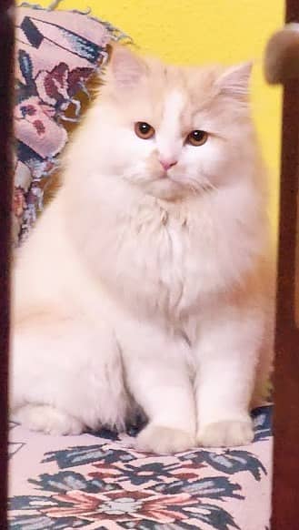 Persian Male cat for sale, One year age 3