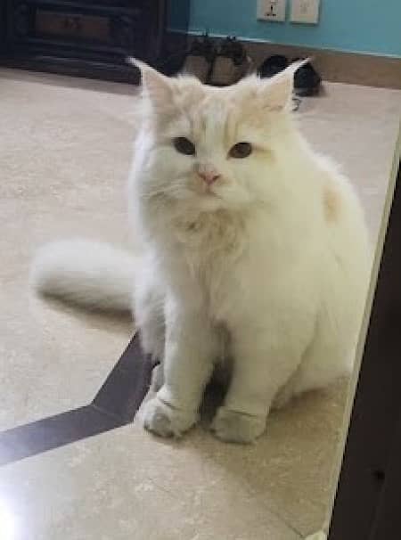 Persian Male cat for sale, One year age 4