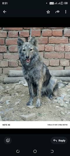 Belgian+Germanshafard cross female for sale location Gujranwala