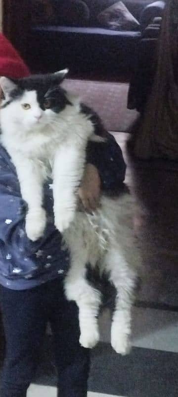 male Persian cat 0