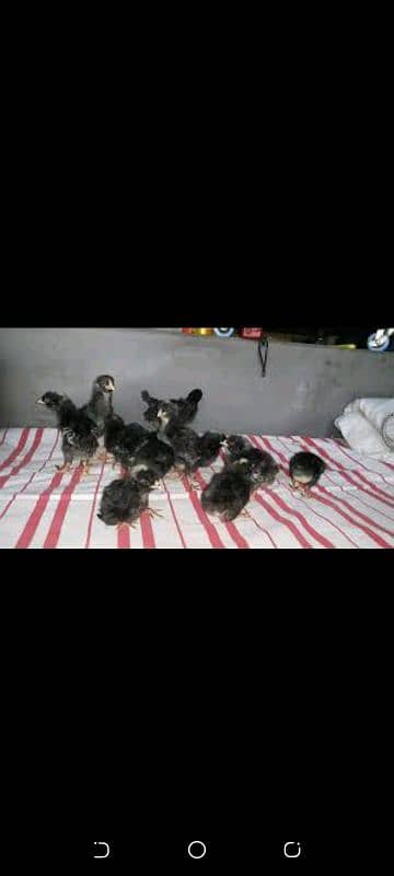 Plymouth. Australorp chicks available 3