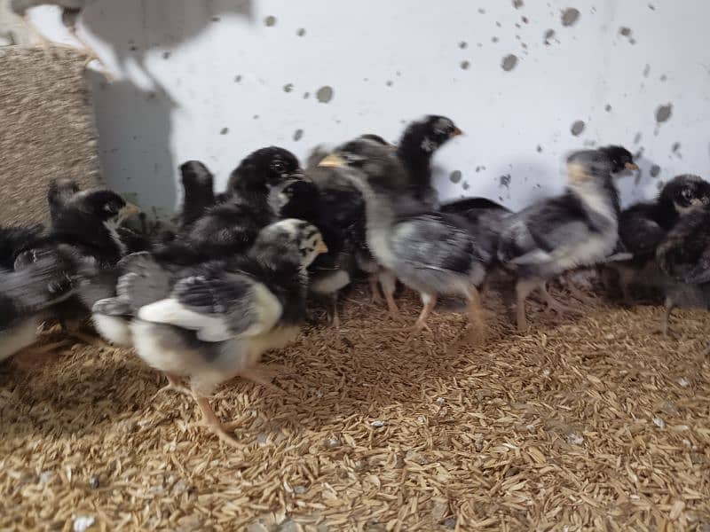 Plymouth. Australorp chicks available 4