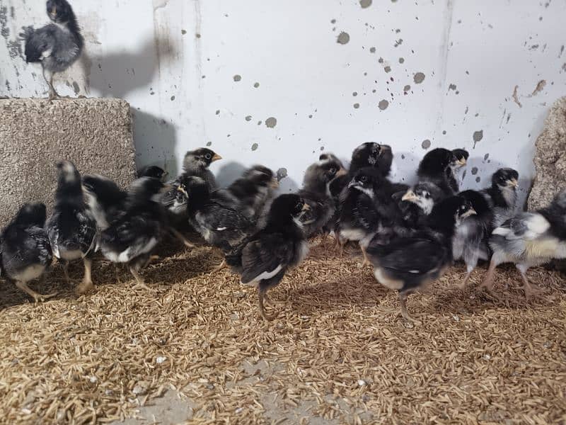 Plymouth. Australorp chicks available 5