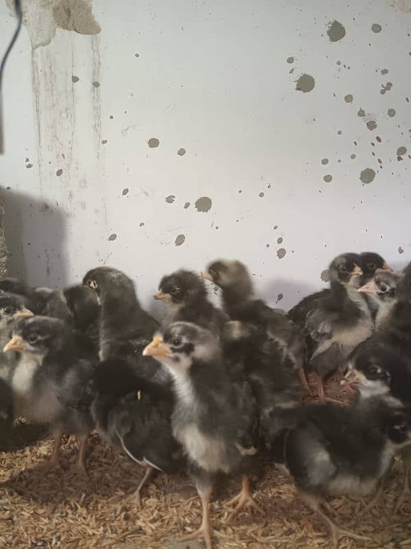 Plymouth. Australorp chicks available 6