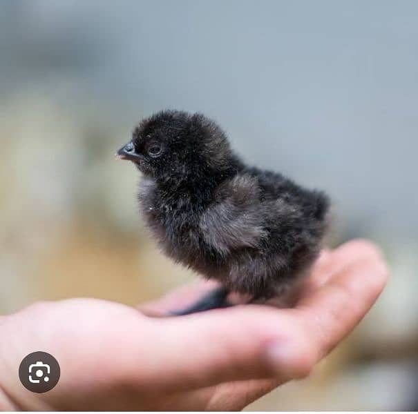 Plymouth. Australorp chicks available 7