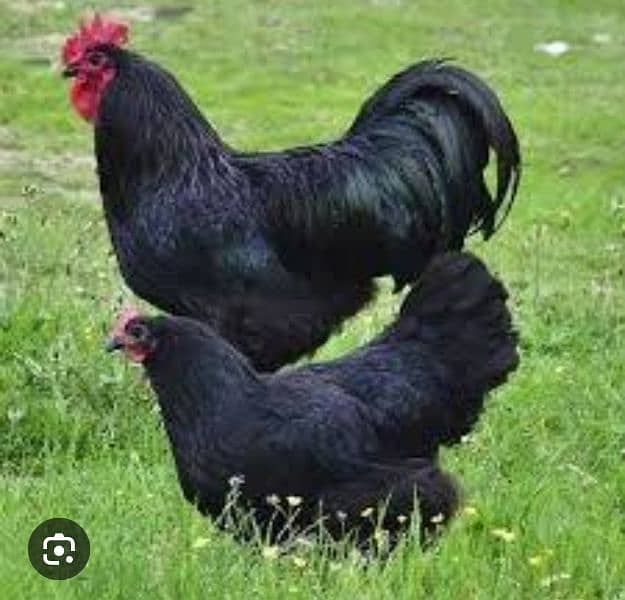 Plymouth. Australorp chicks available 8