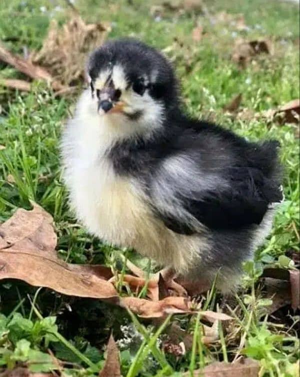 Plymouth. Australorp chicks available 9