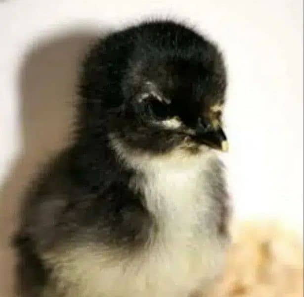 Plymouth. Australorp chicks available 10