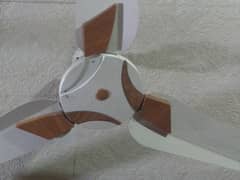 Champion ceiling fan