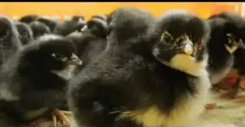 Plymouth. Australorp chicks available 11