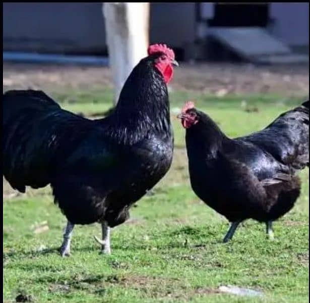 Plymouth. Australorp chicks available 12