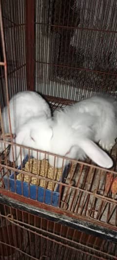 fuzzy lope pair location Faisalabad. 03026566623. fancy rabbit