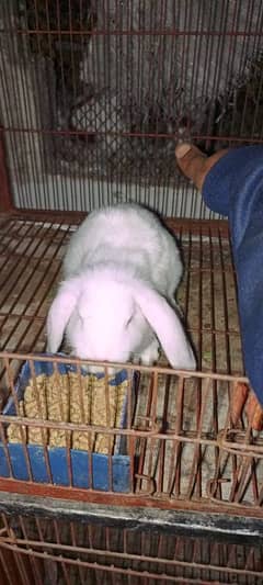 fuzzy lope male location Faisalabad. 03026566623. fancy rabbit