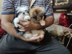 Shih Tzu Puppy | Shih Tzu Male | Shihtzu puppies For Sale