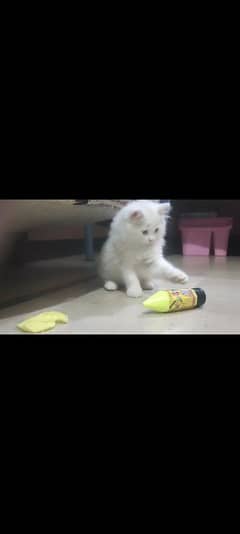 kitten white color. age 2 month 5 days