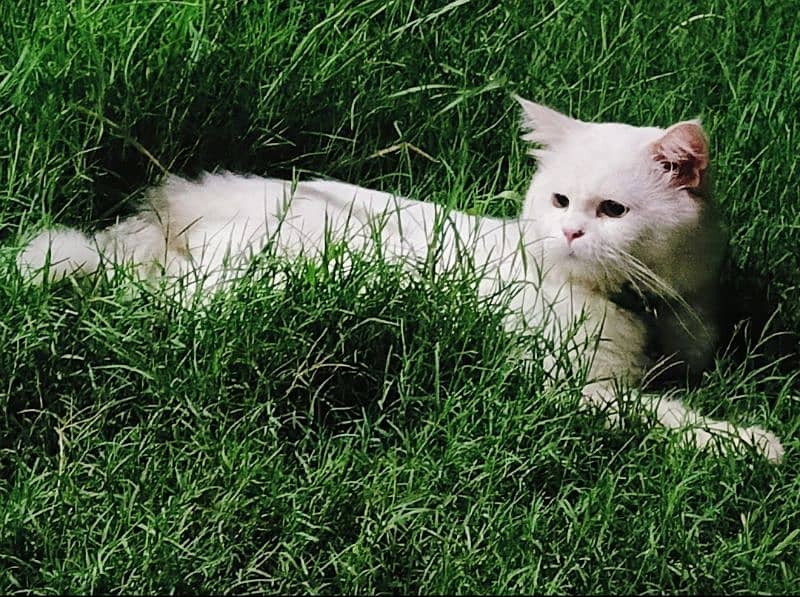 Persian male cat for Sale 1