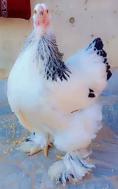 Light Columbia Brhama Splash & Sliver Wyandotte Chicks available