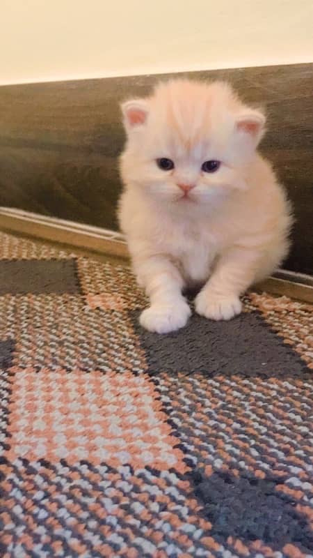 supreme quality triple coat persian blue eyes 2