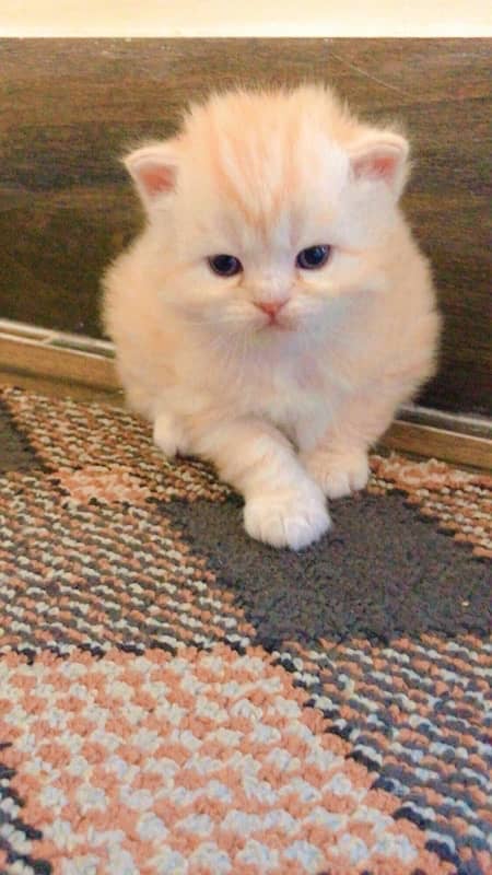 supreme quality triple coat persian blue eyes 3