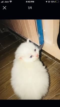 supreme quality triple coat persian blue eyes