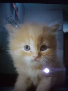 Blue Eyes White Kitten Only On 15000