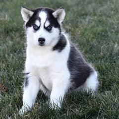 Siberian husky puppies for sale dogs