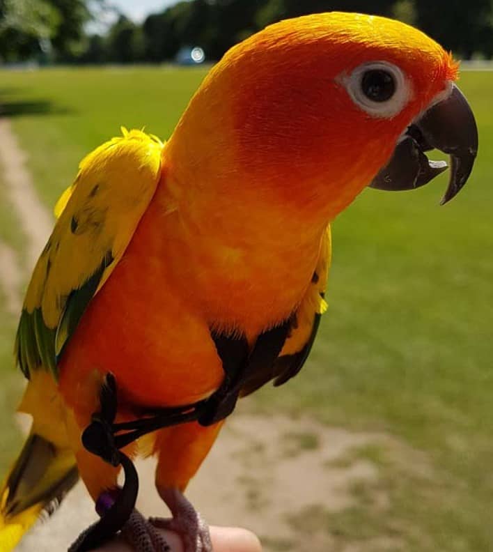 Sun Conure Parrot talking tamed with fancy cage 0