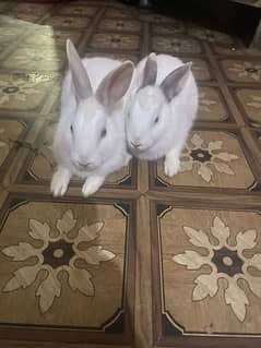 pair of rabbit 2000