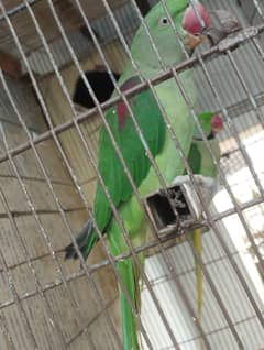 kashmiri parrot | green parrot | breeder  kashmiri pair