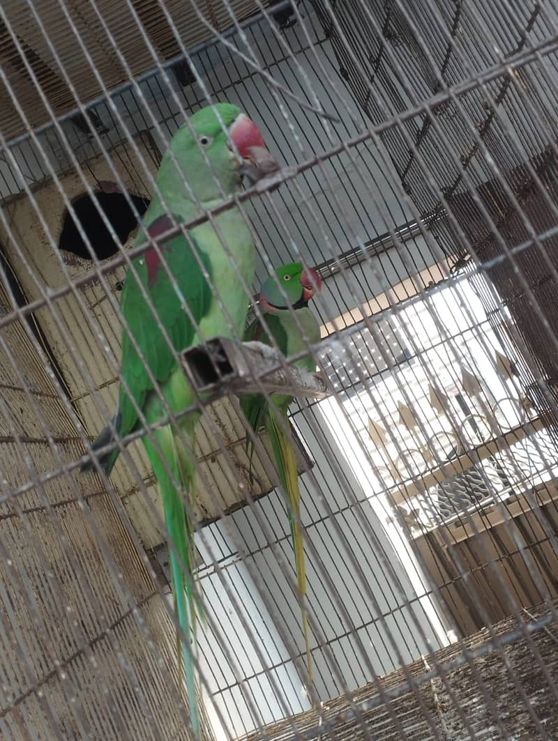 kashmiri parrot | green parrot | breeder  kashmiri pair 1