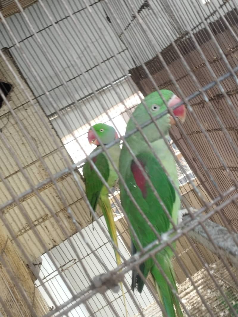 kashmiri parrot | green parrot | breeder  kashmiri pair 2