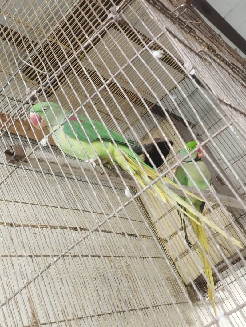 kashmiri parrot | green parrot | breeder  kashmiri pair 3