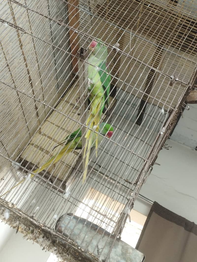 kashmiri parrot | green parrot | breeder  kashmiri pair 4