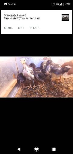 aseel mushka and jawa chicks for sale