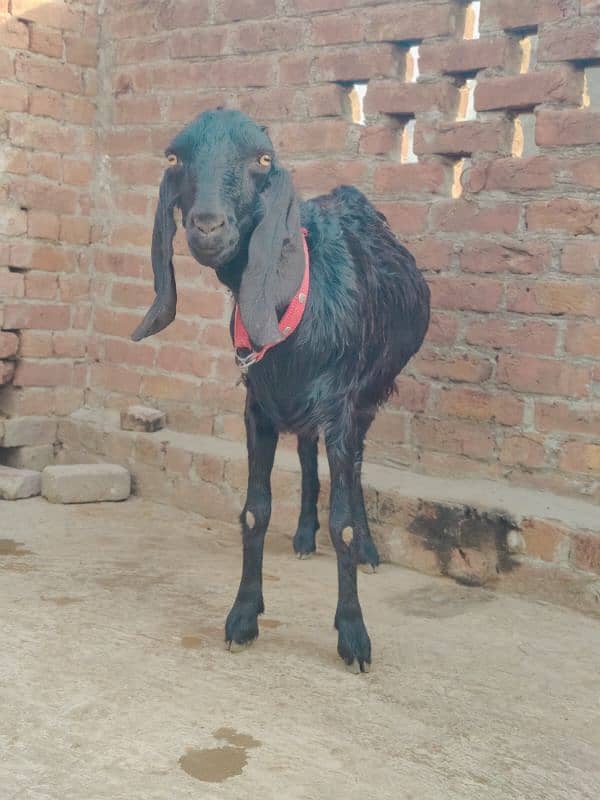 Goat 2 months pregnant pure desi 2