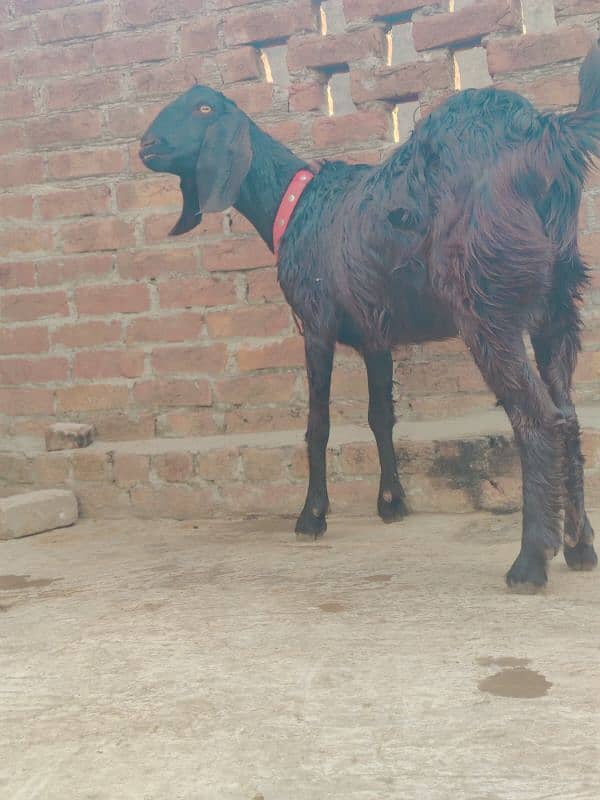 Goat 2 months pregnant pure desi 3