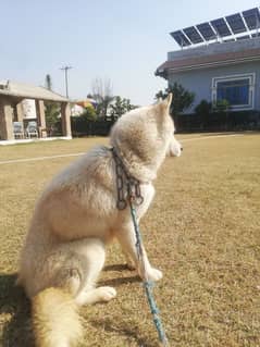 beautiful white fawn husky