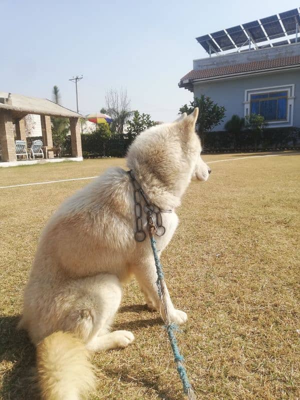 beautiful white fawn husky 0