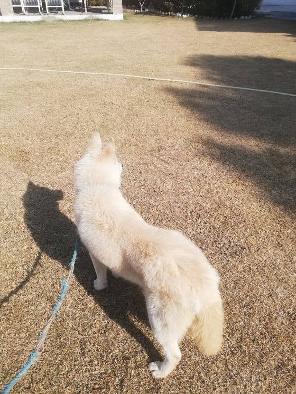 beautiful white fawn husky 3