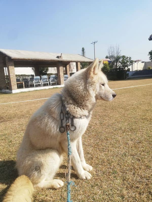 beautiful white fawn husky 5