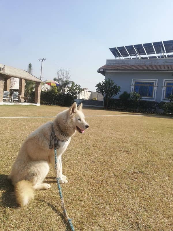 beautiful white fawn husky 6